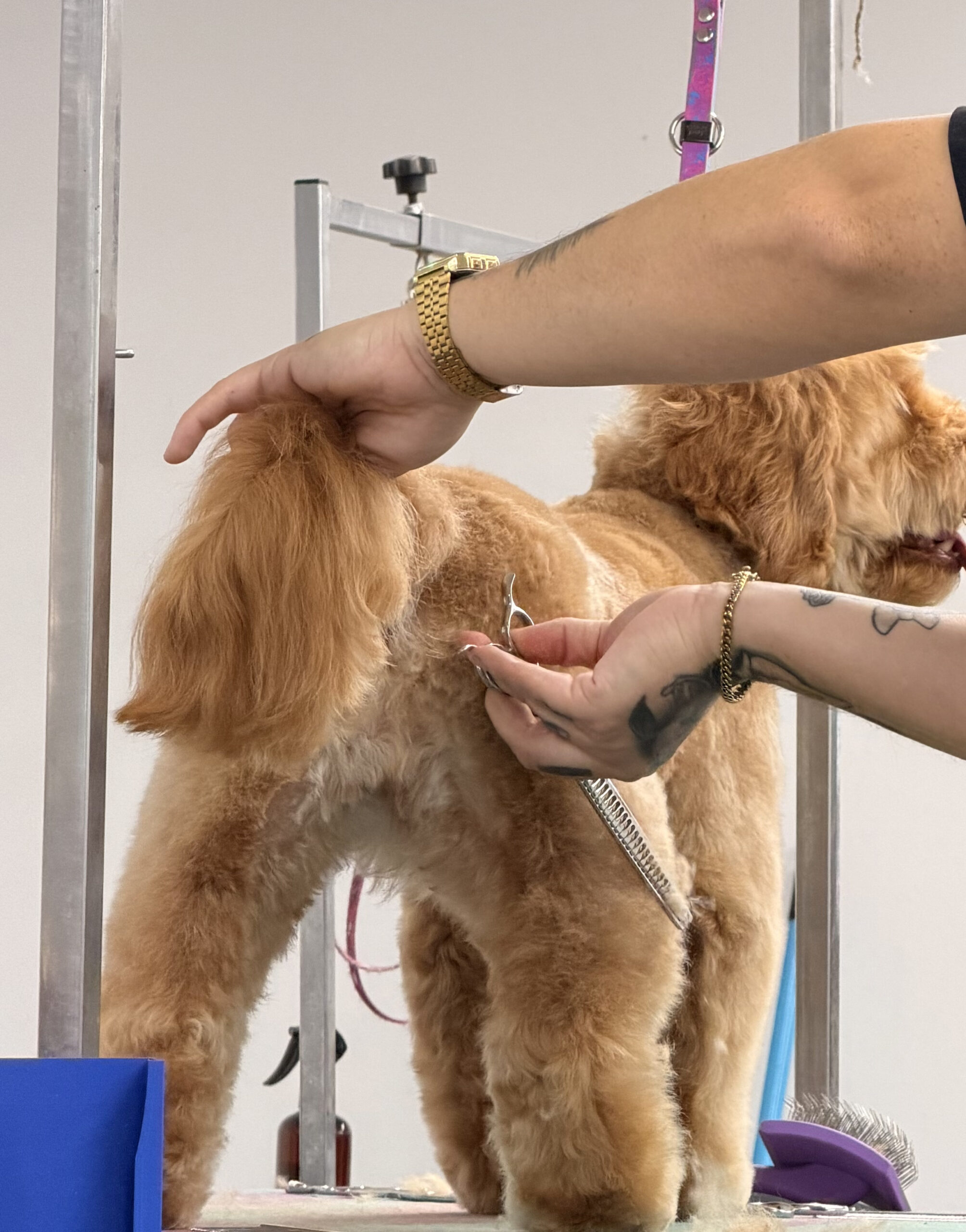 scissor dog